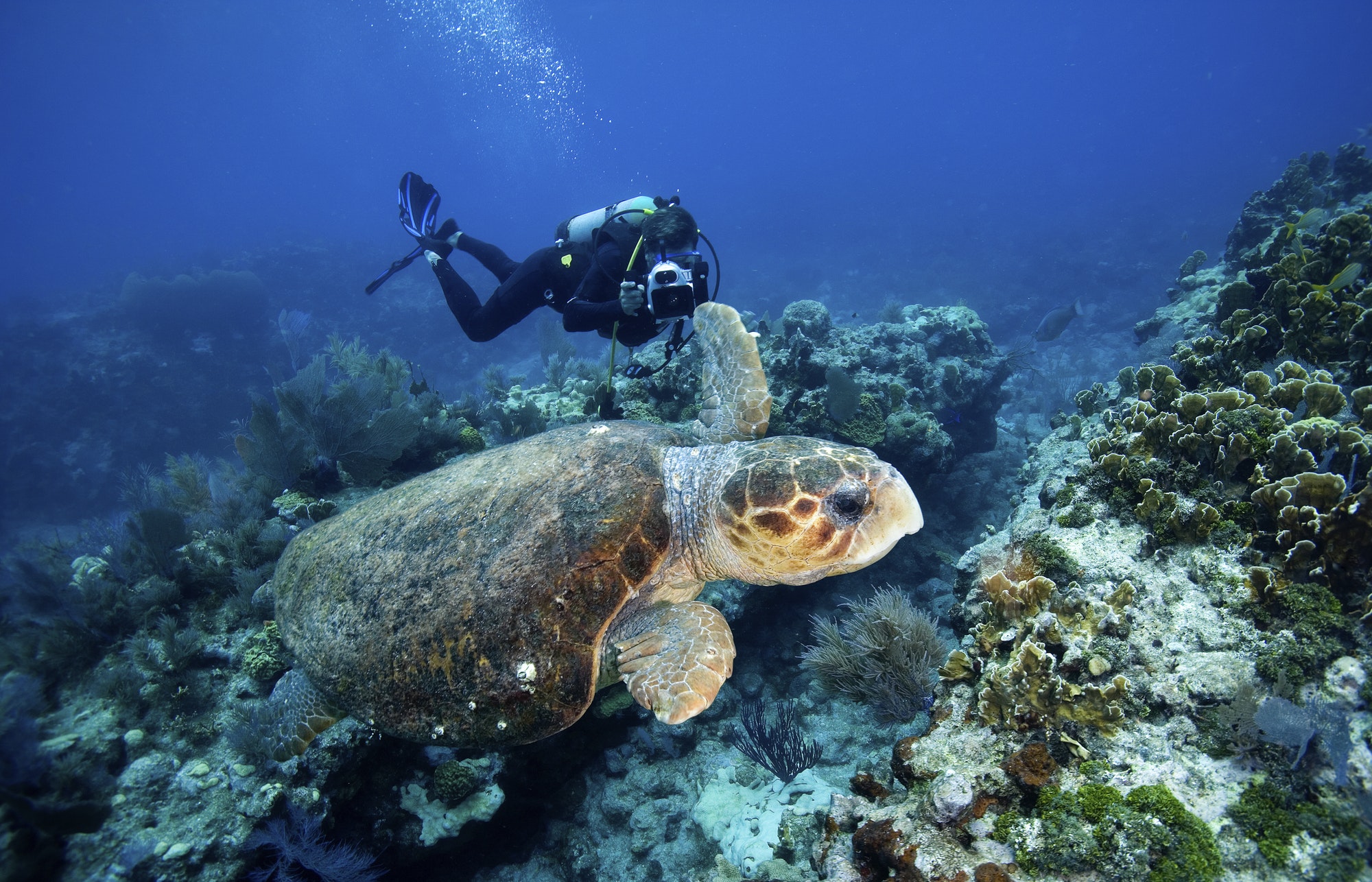 Getting Your Scuba Diving Certification